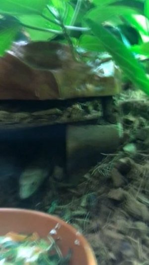 Не только змеи Ленинградского зоопарка. #9. Это не змея! Желтопузик в Ленинградском зоопарке.