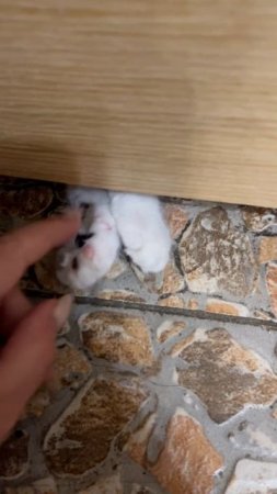 #кошка#котенок