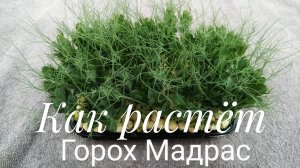 Как растет горошек для микрозелени