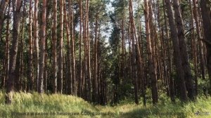 Мелодия, делающая даже сломанный указатель частью вашей истории - Humming for you -- Ema Grace -- Un