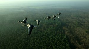 Полет с перелетными птицами | Расслабляющий фильм о природе в формате 4K