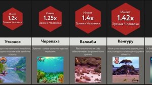 Сравнение_ Как Видят Животные