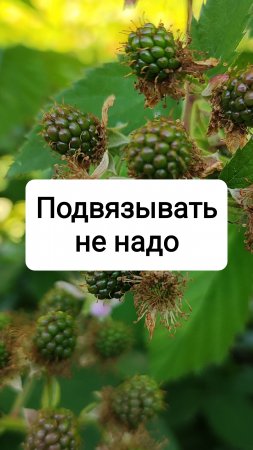 Подвязывать не надо