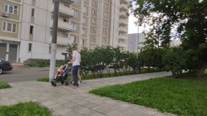 Пчелы на цветах