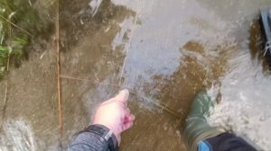 Рыба на мурашах есть. лещи ,караси