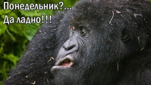 ЧЕТВЕРОНОГИЕ ХУЛИГАНЫ В ДЕЛЕ