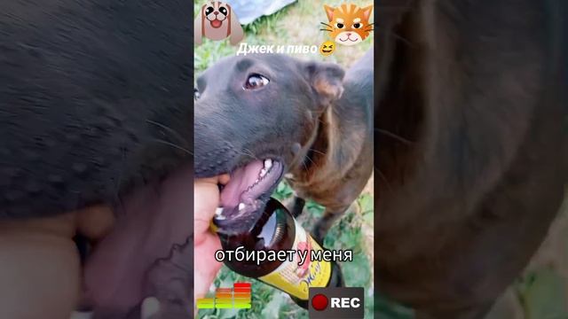 Джек и пиво
