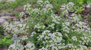 Летние дни/Погрузитесь в мир загородной🏠 жизни /Готовлю чесночные🧄 стрелки /Первый урожай клубники