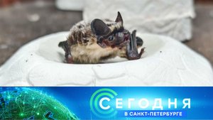 «Сегодня в Санкт-Петербурге»: 8 июля 2025 года