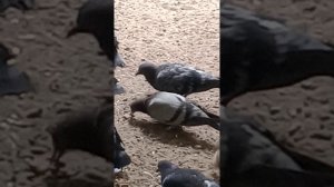 птичарики голодные