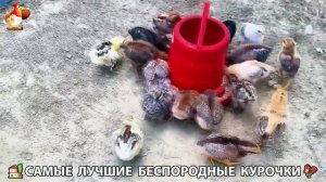 Цыплята и Курочки селяночки лучшие беспородные несушки 🥚 (171)