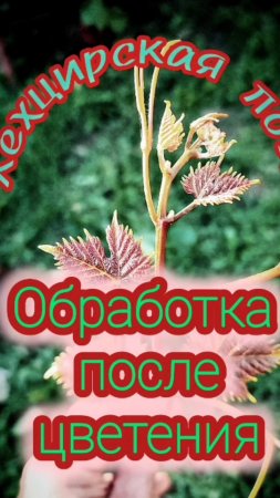 обработка винограда после цветения.