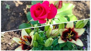 Что расцвело пока я отдыхала🌹🌺🌷🌸😲