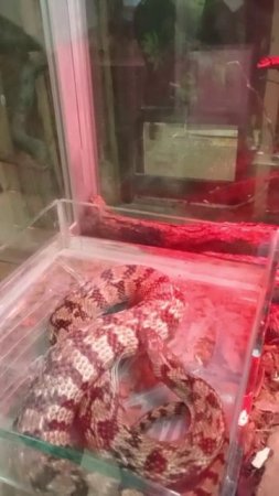 Змеи Ленинградского зоопарка. #13. Американский ромбический уж (Nerodia rhombifer).