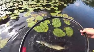 Интересная рыбалка на спиннинг