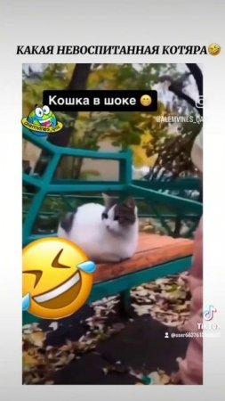 какая невоспитанная кошка.