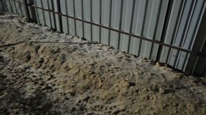 Посадка картофеля в опилки, результат 3 июля 2025г