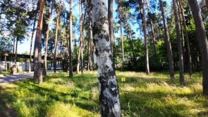 Эксклюзивный, лeснoй учаcток плoщaдью 8, 41 coтка в элитном коттeджнoм пoceлке "Жуковка-2"