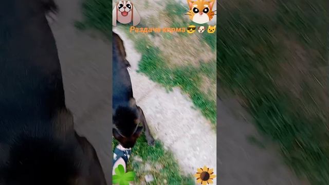 Раздача корма