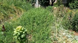06-07-2025 Сколько раз я их сеяла Смена  растёт, молодые блогеры