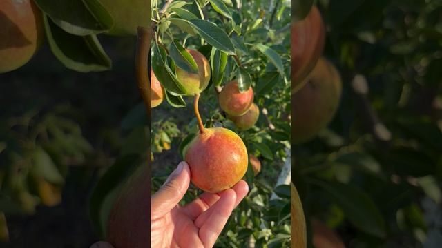 Сорт груши Кубанская сочная