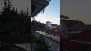 Алушта 2025