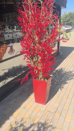 Ягодки у пекарни
