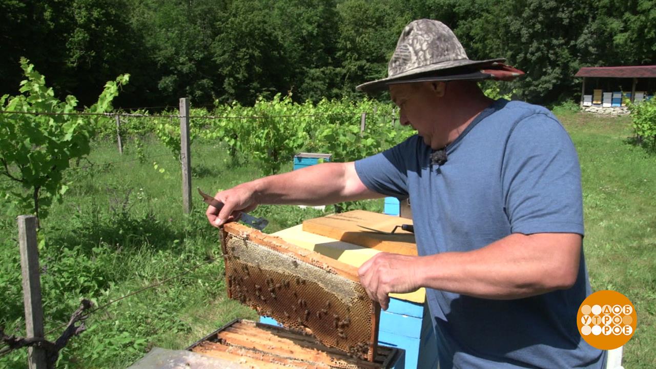 Хочу быть пчеловодом! Доброе утро. Фрагмент выпуска от 08.07.2025
