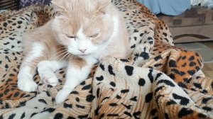 Томас массажист
#котики, #домашние питомцы