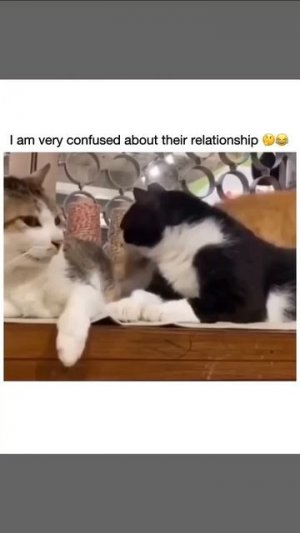 Любовный треугольник 🐈💝😘🤩