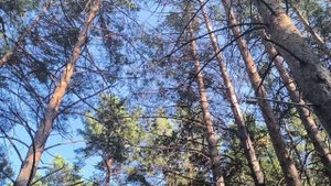 Прогулка в парке "Белкин дом"