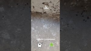 борьба с клещами