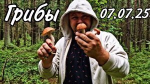 Поход за грибами 07.07.2025 во Всеволожском районе Ленинградской области