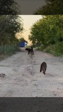 Мурзик, фас