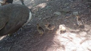 Дендрарий Сочи, самка павлина с цыплятами