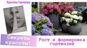 Рост и формирование крупнолистных гороензий 🌿🌺
