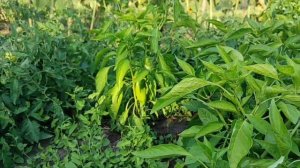 5 июля 2025 Вечереет