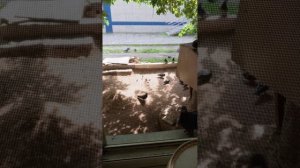 птич и мои