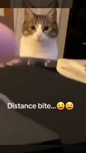 Наш TG https://t.me/liveofcats