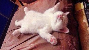 СМЕШНЫЕ КОТЫ 2025 ЛУЧШИЕ ПРИКОЛЫ С КОТАМИ, КОШКИ, КОТИКИ, СОБАЧКИ, СМЕШНОЕ ВИДЕО