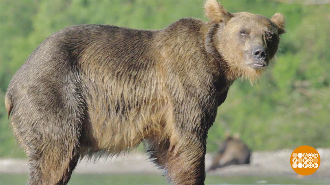 Медведей летом считают. И муравьев тоже... Доброе утро. Фрагмент выпуска от 08.07.2025
