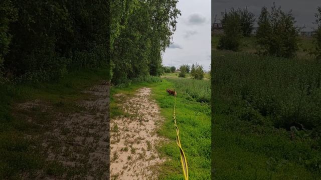 rutube.ru