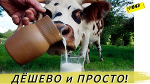 Как мы охлаждаем молоко. Жизнь и будни в омской деревне.