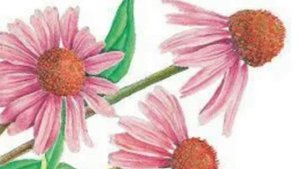 Полезные травы!