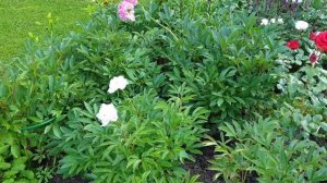 Оформление цветника бордюром Кантри (АНМАКС)