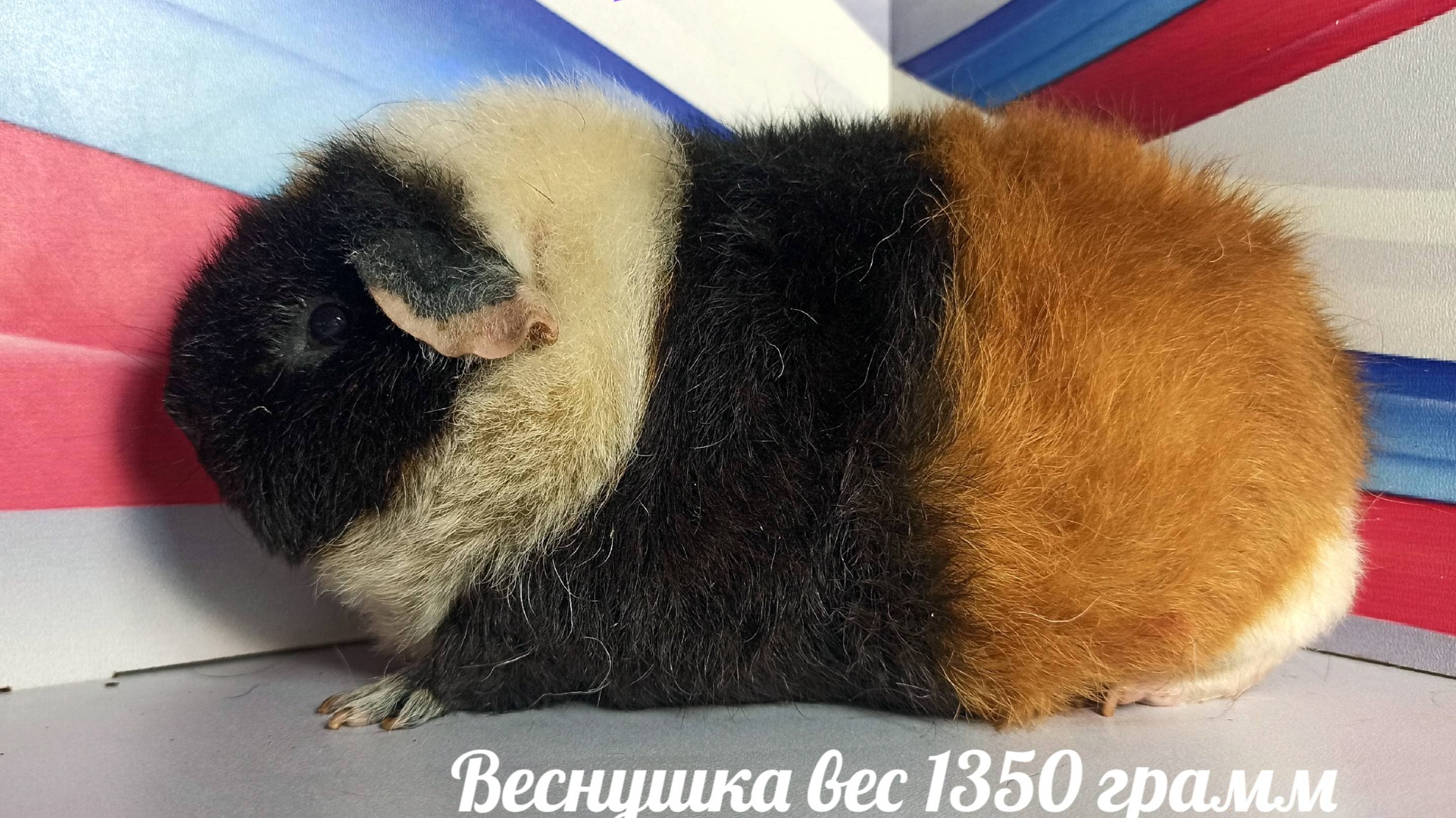 #НЕ_продаю Веснушка вес 1350 грамм #морскаясвинка #американскийтедди