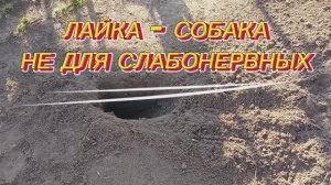 Лайка - собака не для слабонервных 🤗