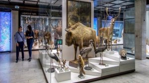 Экспозиция государственного биологического музея им. Тимирязева
Городские этюды