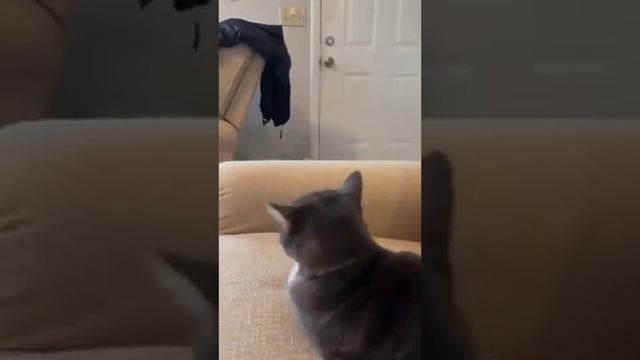 Коты, делающие подлянки
