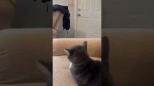 Коты, делающие подлянки